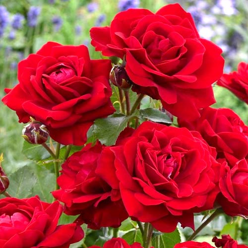 Floribunda rožė Nina, root ball interface.image 1 interface.art 2196