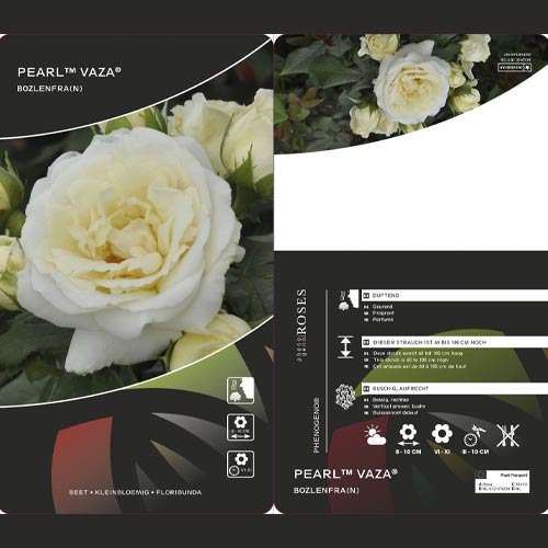 Floribunda rožė Pearl Vaza®, C3 interface.image 2 interface.art 4977