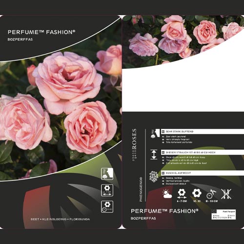 Floribunda rožė Perfume Fashion®, C3 interface.image 2 interface.art 4978