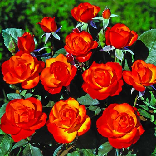 Krūminė rožė Tempi Moderni® interface.image 1 interface.art 5518