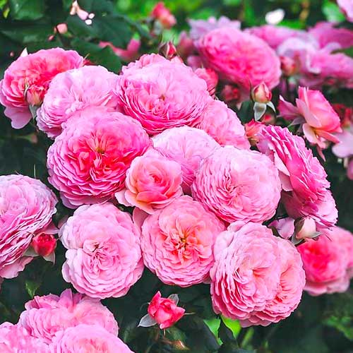 Krūminė rožė Theo Clevers interface.image 1 interface.art 5007