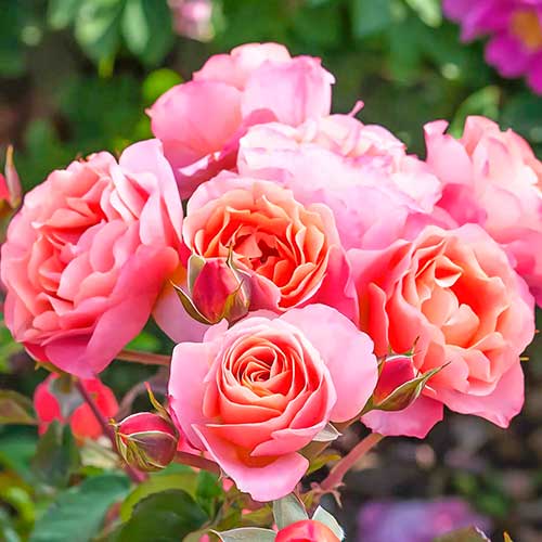 Krūminė rožė Trendy Fashion interface.image 1 interface.art 4982