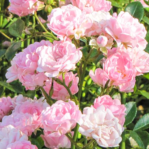 Rožių Virgo Fairy interface.art nuotrauka 1 Rožių Virgo Fairy interface.image 1 interface.art 5011