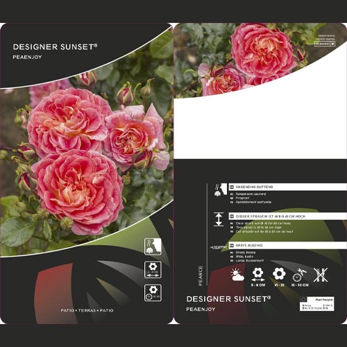 Floribunda rožė Designer Sunset®, C3 interface.image 2 interface.art 4984