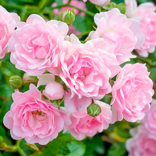 Rožė The Fairy interface.image 1 interface.art 5010