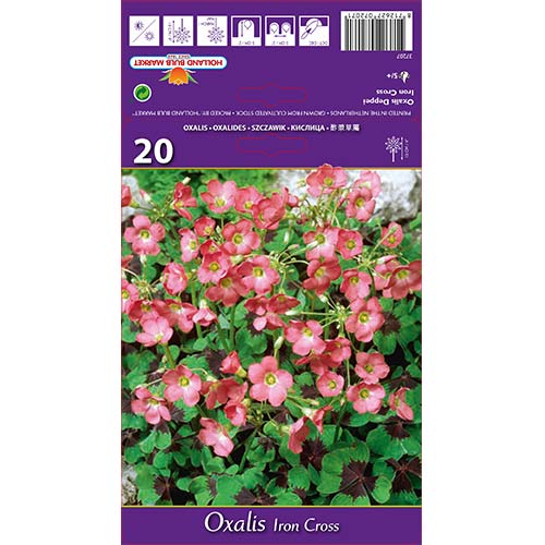 Rūgštynės (Oxalis) Iron Cross interface.image 1 interface.art 67671