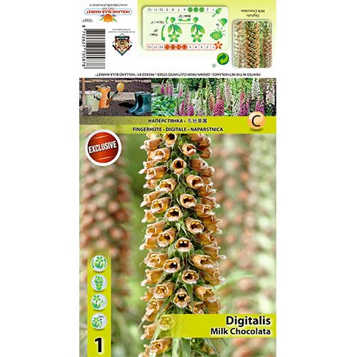 Rusmenė (Digitalis) Milk Chocolate interface.art nuotrauka 1 Rusmenė (Digitalis) Milk Chocolate interface.image 1 interface.art 70385