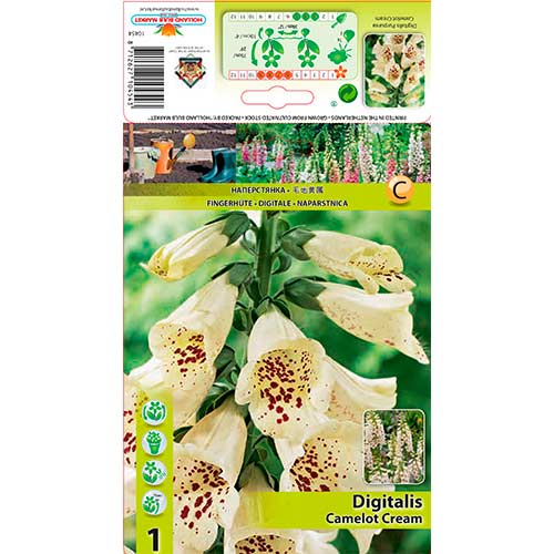 Rusmenė paprastoji (Digitalis Pur.) Camelot Cream interface.art nuotrauka 1 Rusmenė paprastoji (Digitalis Pur.) Camelot Cream interface.image 1 interface.art 76226