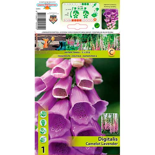 Rusmenė paprastoji (Digitalis Pur.) Camelot Lavender interface.art nuotrauka 1 Rusmenė paprastoji (Digitalis Pur.) Camelot Lavender interface.image 1 interface.art 76225