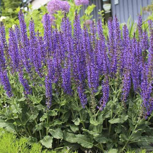 Šalavijai Midnight Purple, С3 interface.art nuotrauka 1 Šalavijai Midnight Purple, С3 interface.image 1 interface.art 8575