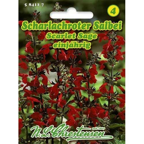 Šalavijai raudonžiedžiai Scarlet Sage interface.image 1 interface.art 96446