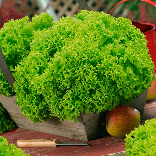 Salotos Lollobrigida Kiepenkerl interface.image 1 interface.art 96677