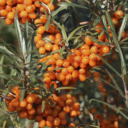 Šaltalankiai Eva, С2 interface.image 1 interface.art 8205