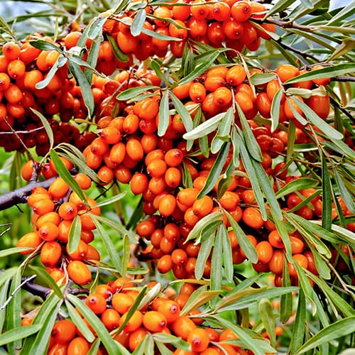 Šaltalankiai Friesdorfer Orange, P9 interface.image 1 interface.art 5856