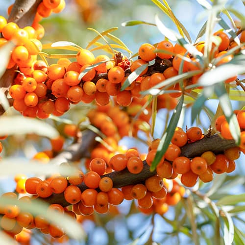 Šaltalankiai Nivelana, P9 interface.image 1 interface.art 5857