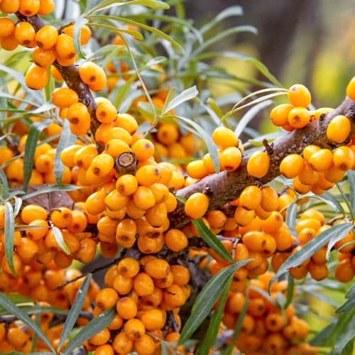 Šaltalankiai, P9 interface.image 1 interface.art 8282