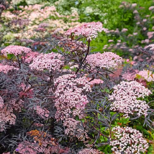 Sambucus nigra Black Lace Eva, С2 interface.art nuotrauka 1 Sambucus nigra Black Lace Eva, С2 interface.image 1 interface.art 8265