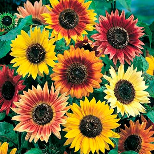 Saulėgrąžų dekoratyviniai Beauty Giant, mix Kiepenkerl interface.image 1 interface.art 96576