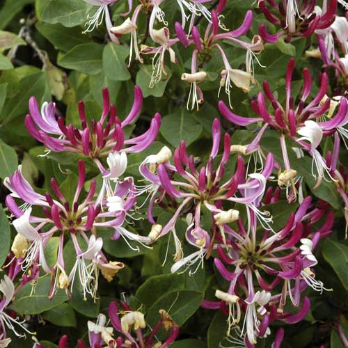 Sausmedis Fragrant Cloud PBR, С2 interface.image 1 interface.art 8230