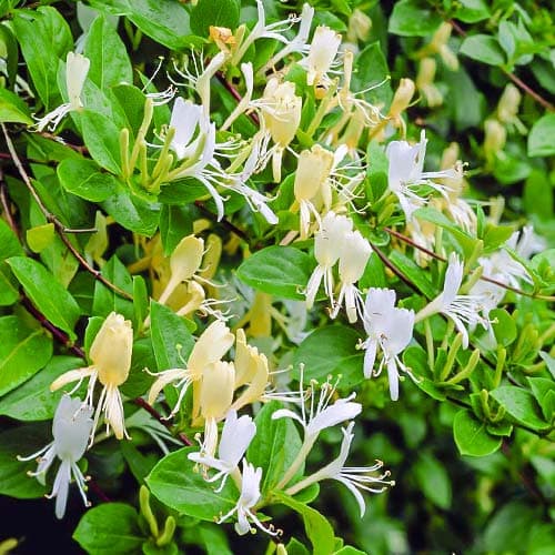 Sausmedis Halls Prolific interface.image 1 interface.art 9179