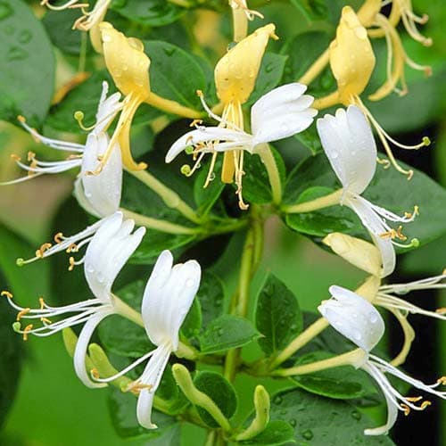 Sausmedis Halls Prolific interface.image 2 interface.art 9179