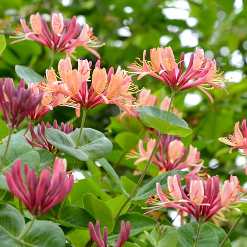 Sausmedis Heckrotta American Beauty, P9 interface.image 1 interface.art 9046