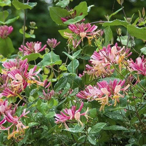 Sausmedis Heckrotta Goldflame, С2 interface.image 1 interface.art 8231