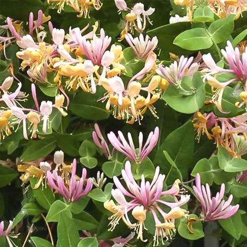 Sausmedis Inga, С2 interface.art nuotrauka 1 Sausmedis Inga, С2 interface.image 1 interface.art 8228