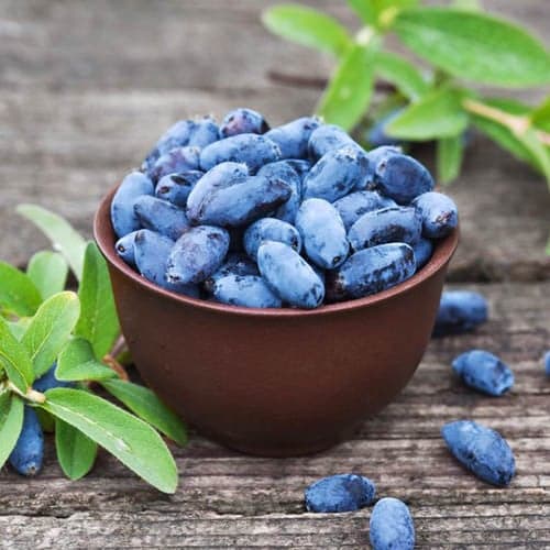 Sausmedis kamčiatkinis Aurora, P9 interface.image 1 interface.art 1584