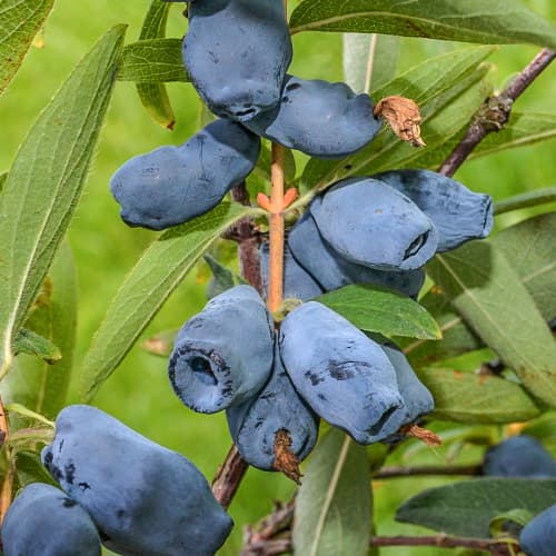 Sausmedis kamčiatkinis Honeybee, P9 interface.image 1 interface.art 1586