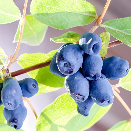 Sausmedis kamčiatkinis Sinogłaska, P9 interface.art nuotrauka 1 Sausmedis kamčiatkinis Sinogłaska, P9 interface.image 1 interface.art 9228