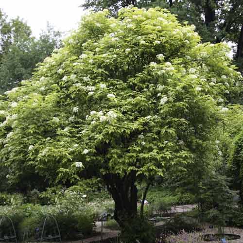 Šeivamedis juodauogis Aurea, С3 interface.image 1 interface.art 8576