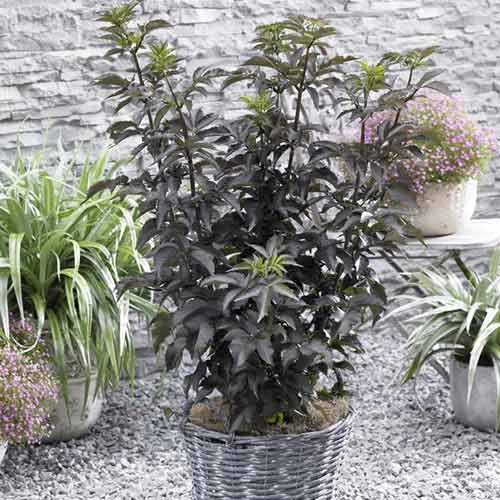 Šeivamedis juodauogis Black Tower PBR, С5 interface.image 1 interface.art 8577