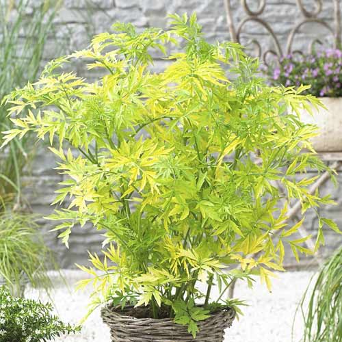 Šeivamedis juodauogis Golden Tower PBR, С3 interface.image 1 interface.art 8578