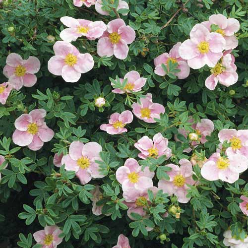 Sekminės Princess, С2 interface.art nuotrauka 1 Sekminės Princess, С2 interface.image 1 interface.art 8569