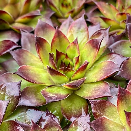 Sempervivum Cassiopea, С2 interface.art nuotrauka 1 Sempervivum Cassiopea, С2 interface.image 1 interface.art 8266