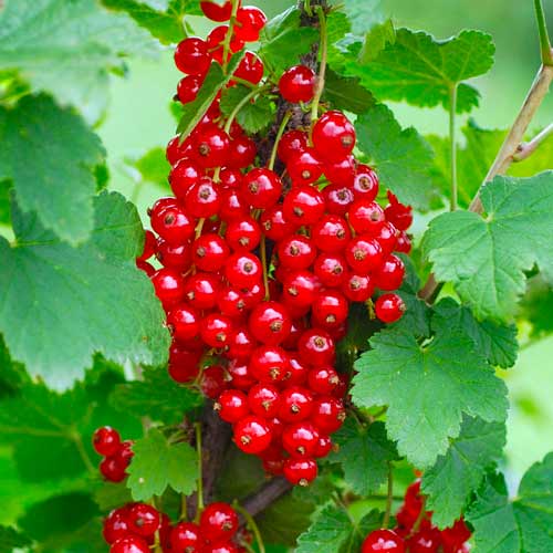 Serbentai raudonieji Rondom interface.image 1 interface.art 7603