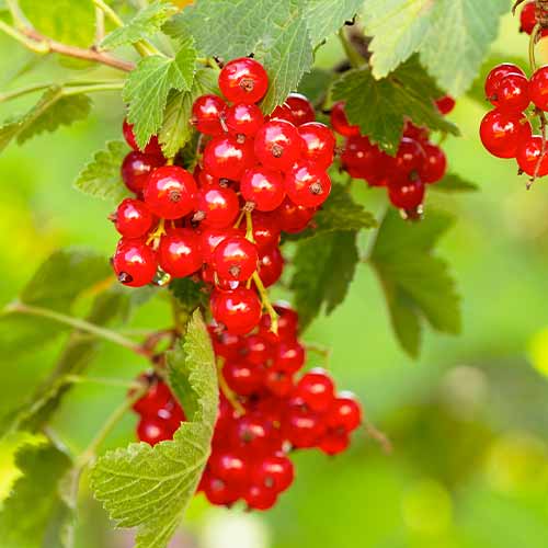 Raudonasis serbentas Rovada, Р9 interface.art nuotrauka 1 Raudonasis serbentas Rovada, Р9 interface.image 1 interface.art 7570