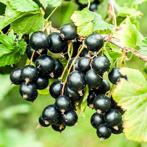 Juodasis serbentas Big Ben, Р9 interface.image 1 interface.art 7575