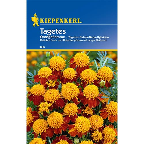 Serenčiai Orangeflamme Kiepenkerl interface.image 1 interface.art 86542