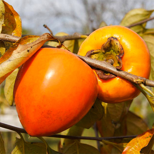 Sharon (Rytų persimonas) Jiro, С2 interface.image 1 interface.art 7039