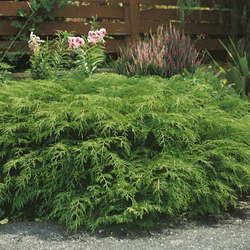 Sibiro mikrobiota, C2 interface.image 1 interface.art 7746