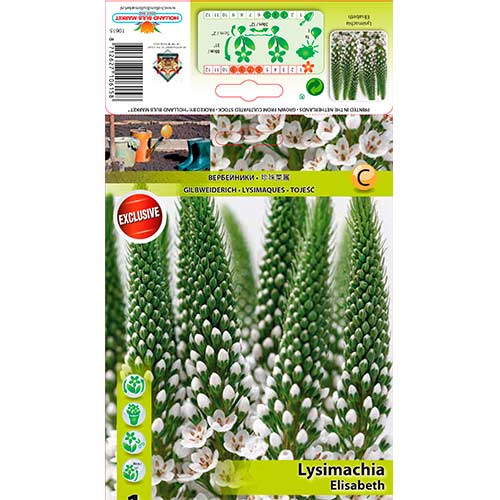 Šilingė (Lysemachia) Elisabeth interface.art nuotrauka 1 Šilingė (Lysemachia) Elisabeth interface.image 1 interface.art 70441
