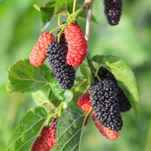 Šilkmedis Full Seasons, С2 interface.image 1 interface.art 5452