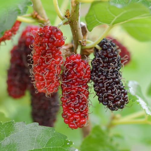 Šilkmedis Red No.2, С2 interface.image 1 interface.art 5453