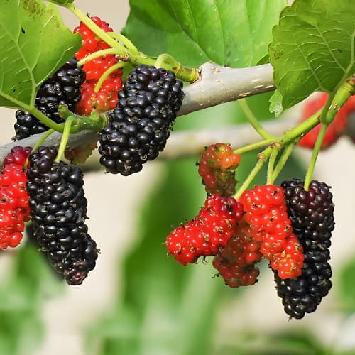 Šilkmedis Sweet Dream, P9 interface.image 1 interface.art 1587