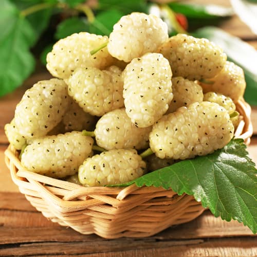 Šilkmedžio baltasis, P9 interface.image 1 interface.art 5858