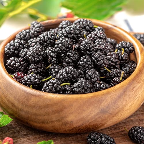 Šilkmedžio mėlynasis, P9 interface.image 1 interface.art 5859