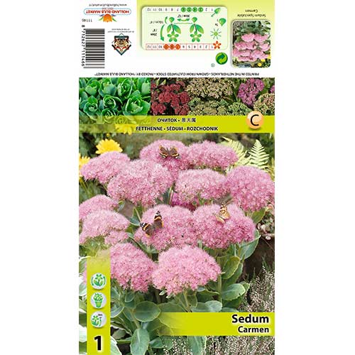Šilokas (Sedum) Carmen interface.art nuotrauka 1 Šilokas (Sedum) Carmen interface.image 1 interface.art 70485