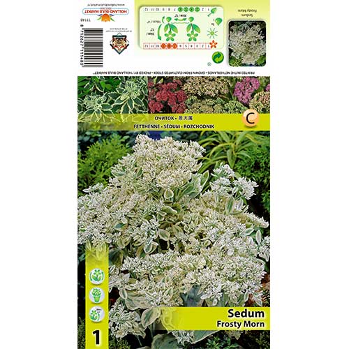 Šilokas (Sedum) Frosty Morn interface.art nuotrauka 1 Šilokas (Sedum) Frosty Morn interface.image 1 interface.art 70487
